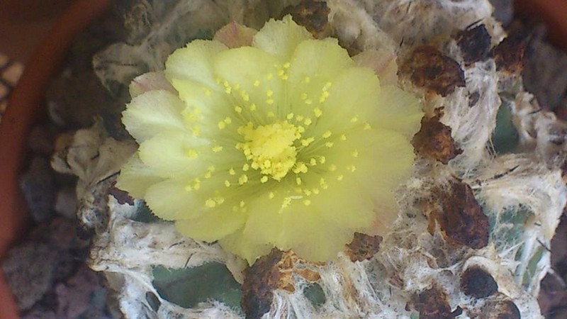 Copiapoa esmeraldana 