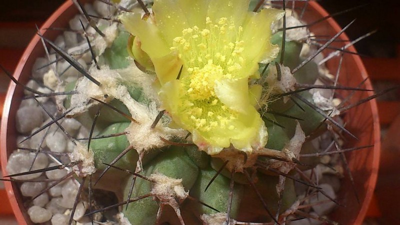 Copiapoa mollicula 