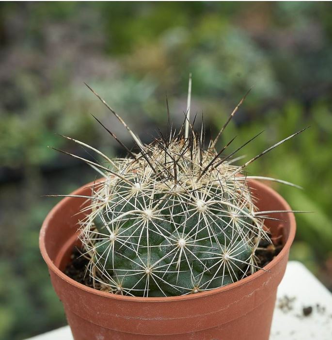 Coryphantha ramillosa 