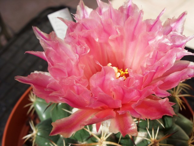 Coryphantha elephantidens 