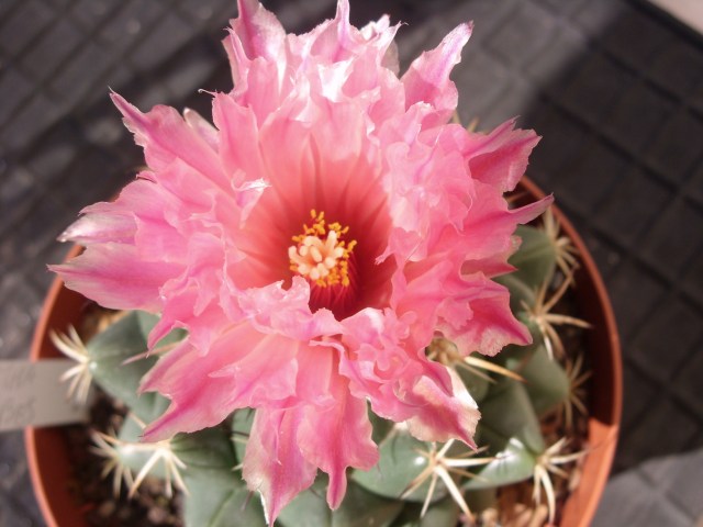 Coryphantha elephantidens 