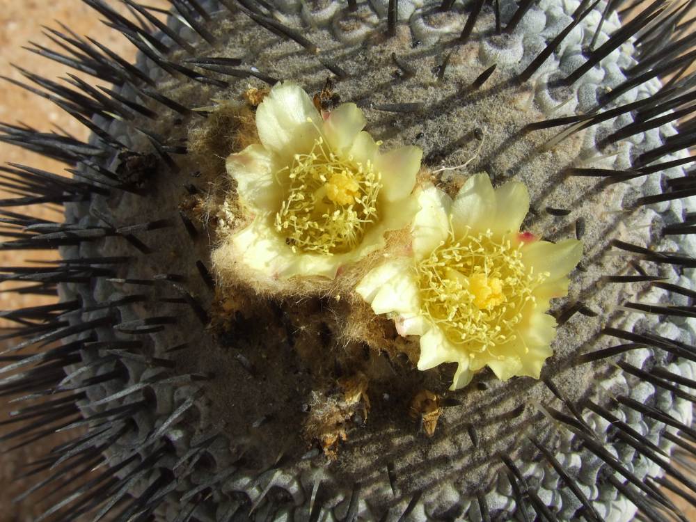 Copiapoa columna-alba 