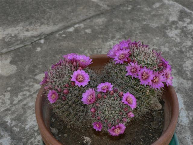 Mammillaria zeilmanniana 