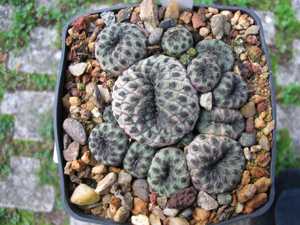 Sulcorebutia rauschii 