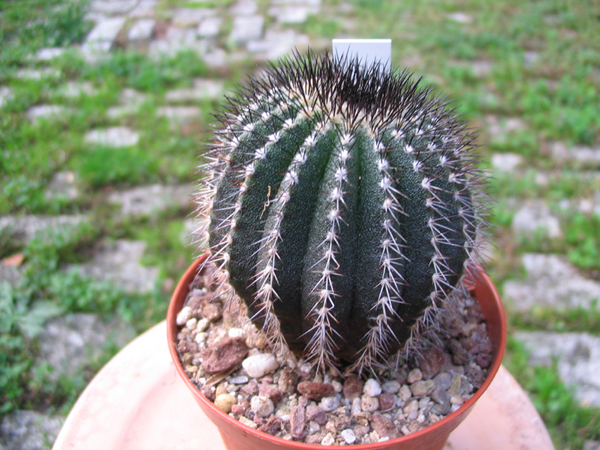 Uebelmannia pectinifera 