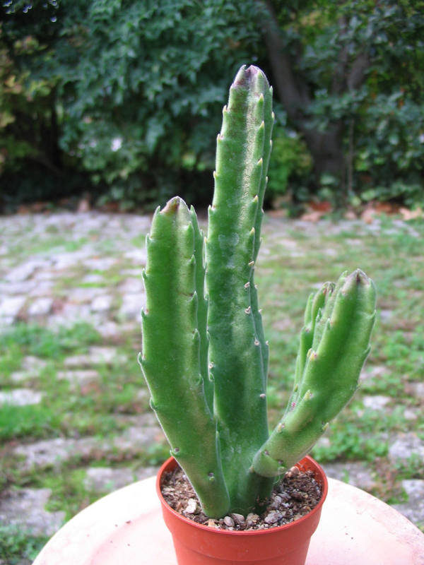 Stapelia grandiflora 