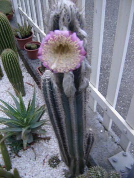 Cephalocereus palmeri 