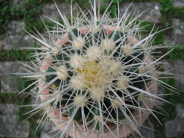 Echinocactus grusonii v. albispinus 