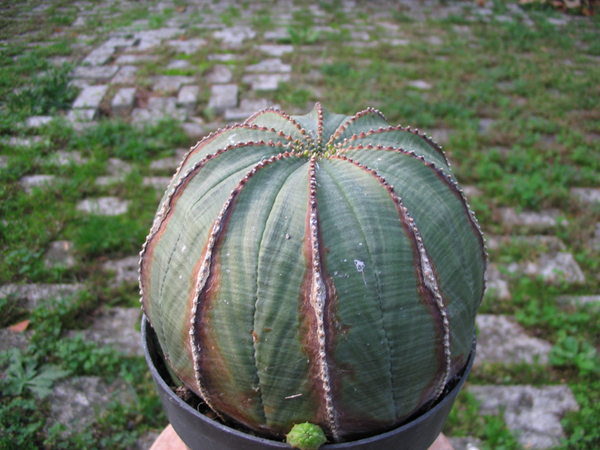 Euphorbia obesa 