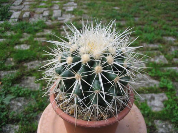 Echinocactus grusonii v. albispinus 