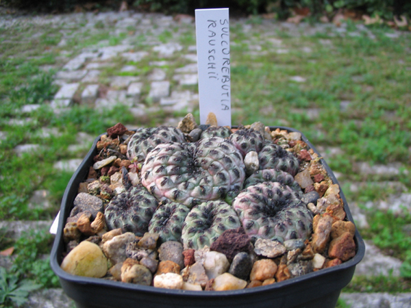 Sulcorebutia rauschii 