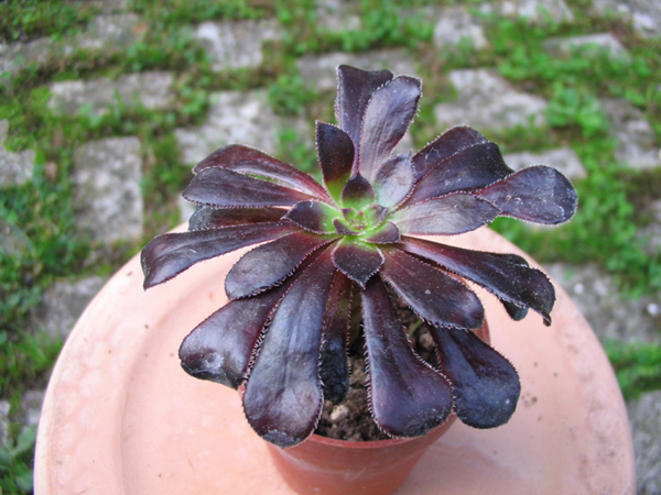 Aeonium arboreum v. atropurpureum 