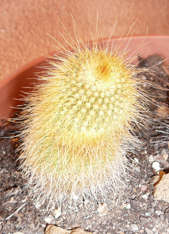 Parodia leninghausii 