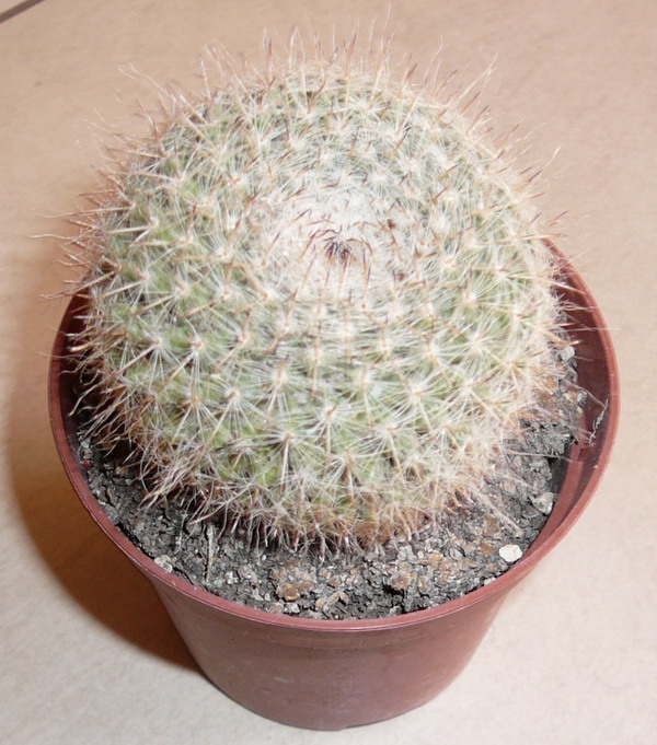 Mammillaria hahniana 