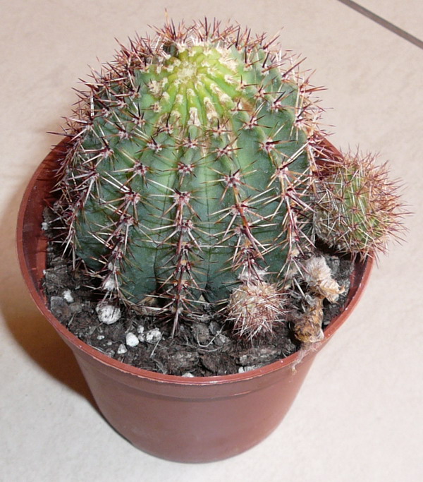 Lobivia aurea 