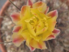 Ferocactus hamatacanthus 