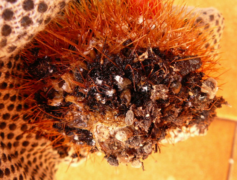 Mammillaria nivosa 