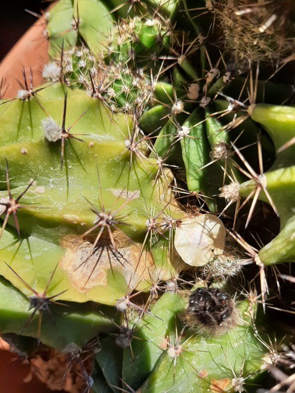 Echinopsis  