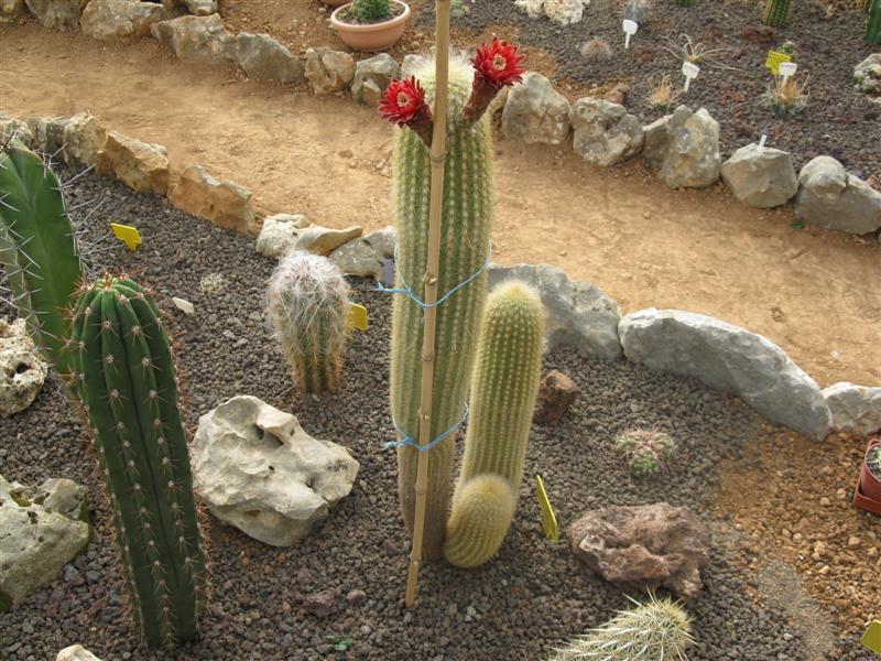 cactus?  