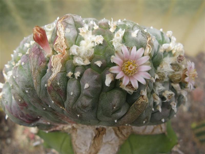 Lophophora fricii f. cristata 