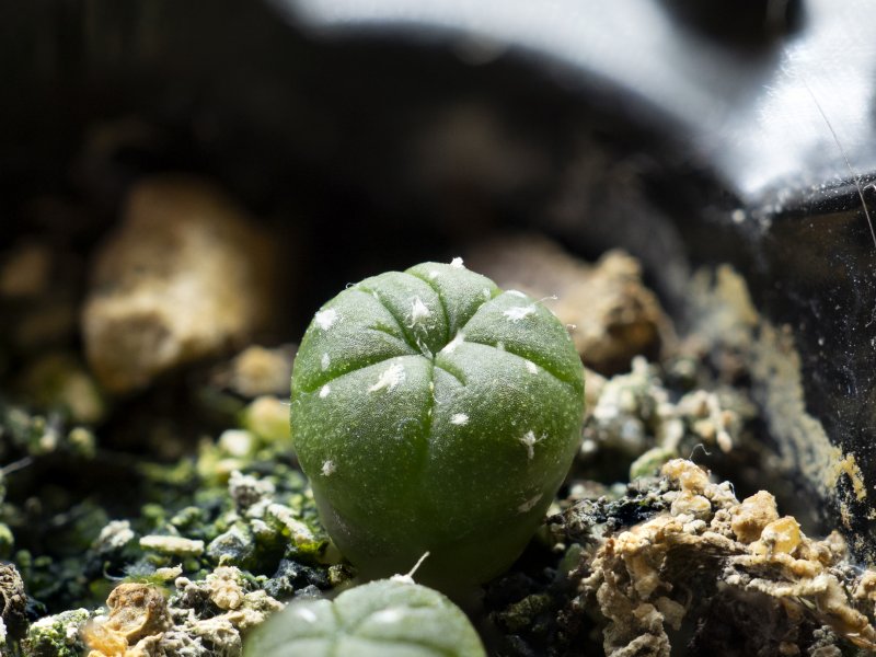 Astrophytum asterias 