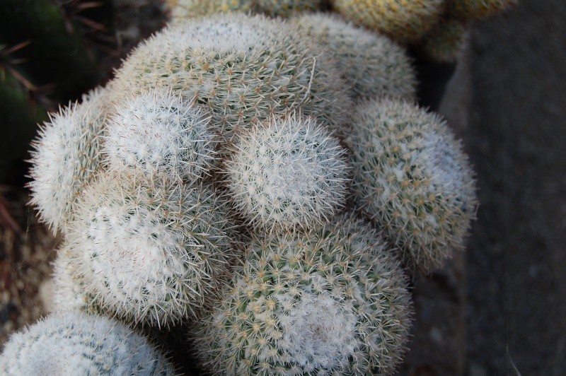 Mammillaria cadereytensis 