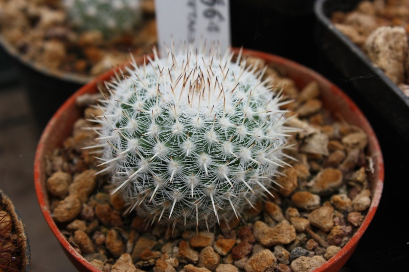 Mammillaria cadereytensis ROG 564