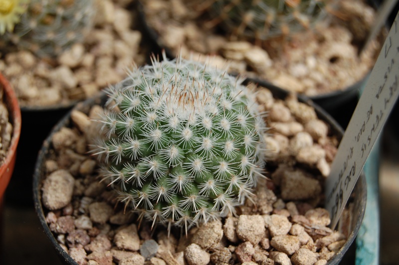 Mammillaria cadereytensis 