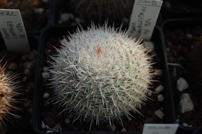 Mammillaria cadereytensis 