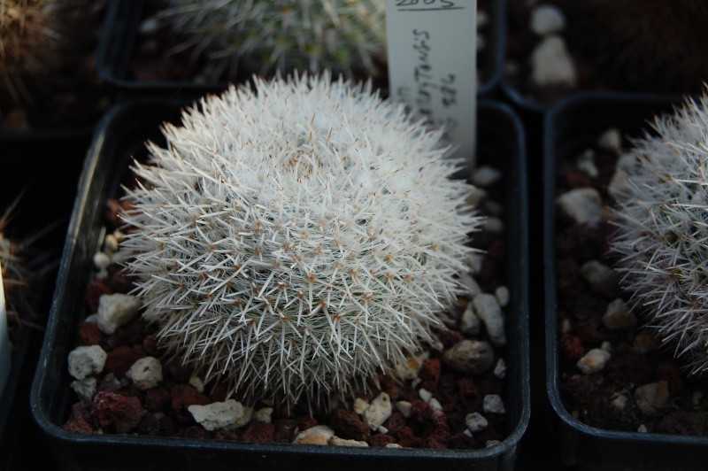 Mammillaria cadereytensis 