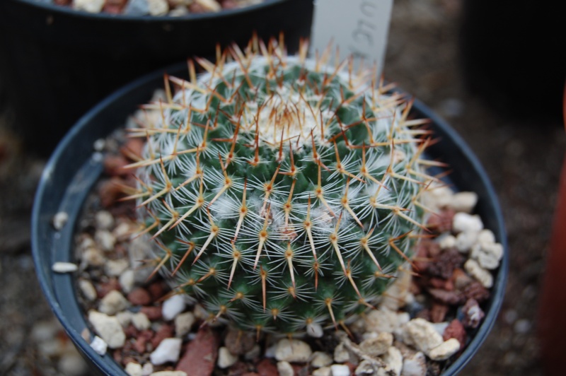 Mammillaria caerulea 