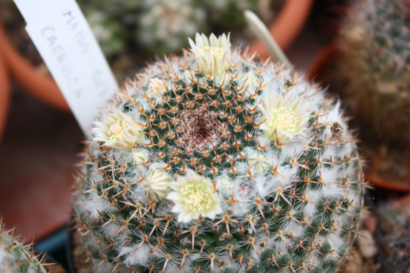 Mammillaria caerulea 