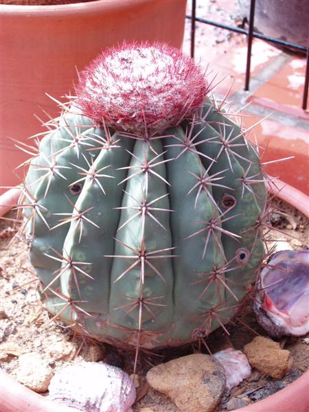 Melocactus curvispinus ssp. caesius 