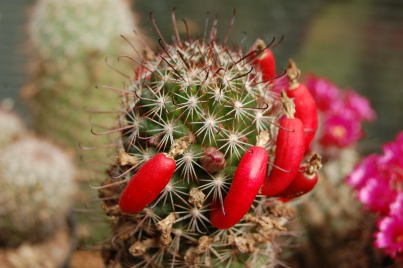 mammillaria californica