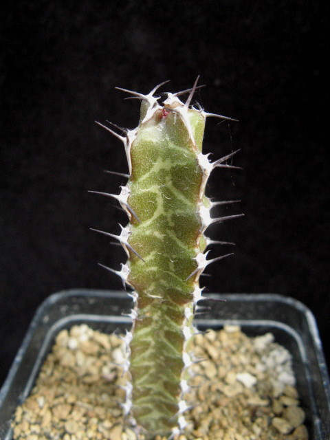 Euphorbia caloderma 