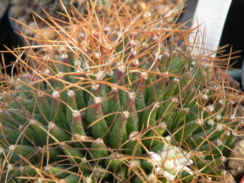 Mammillaria camptotricha forma TL 403