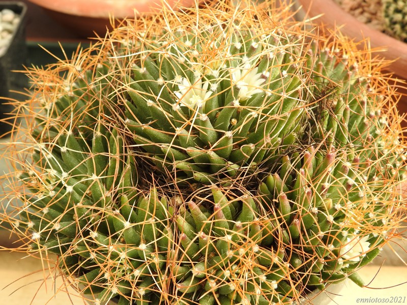 Mammillaria decipiens ssp. camptotricha TL403