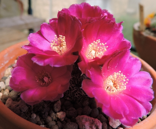 Sulcorebutia canigueralii WR281