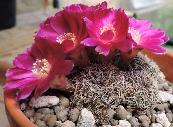 Sulcorebutia canigueralii WR281