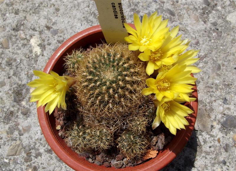 Sulcorebutia candiae 