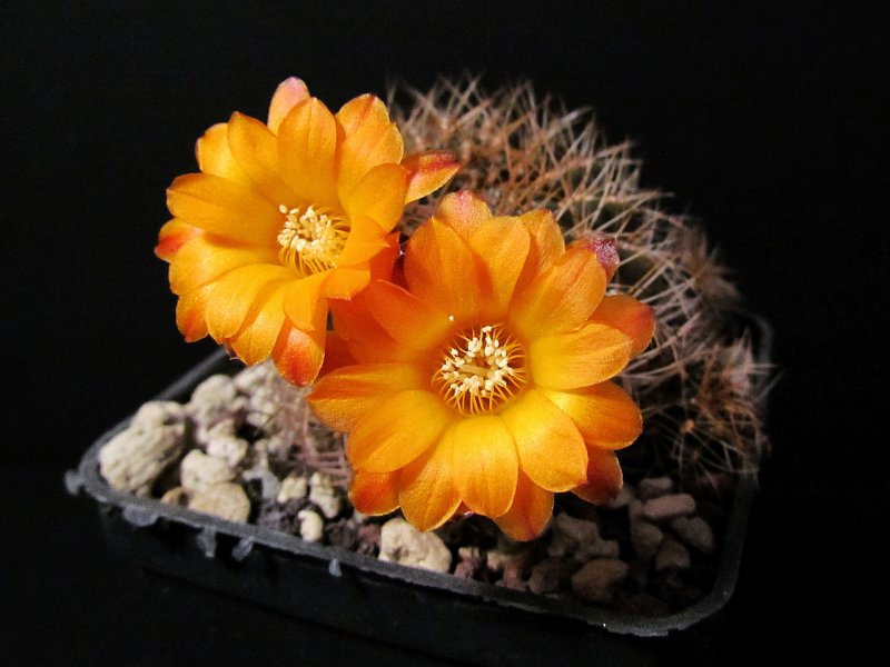 Sulcorebutia arenacea v. candiae HJ939/Ge7