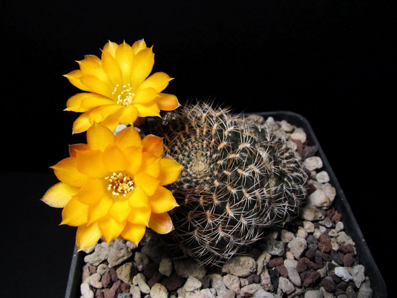 Sulcorebutia arenacea v. candiae HS29