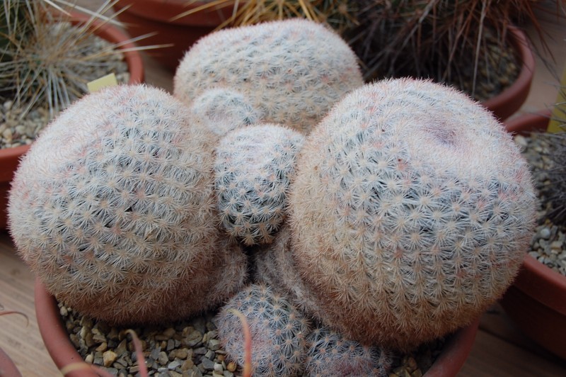 Mammillaria candida v. caespitosa SB 326