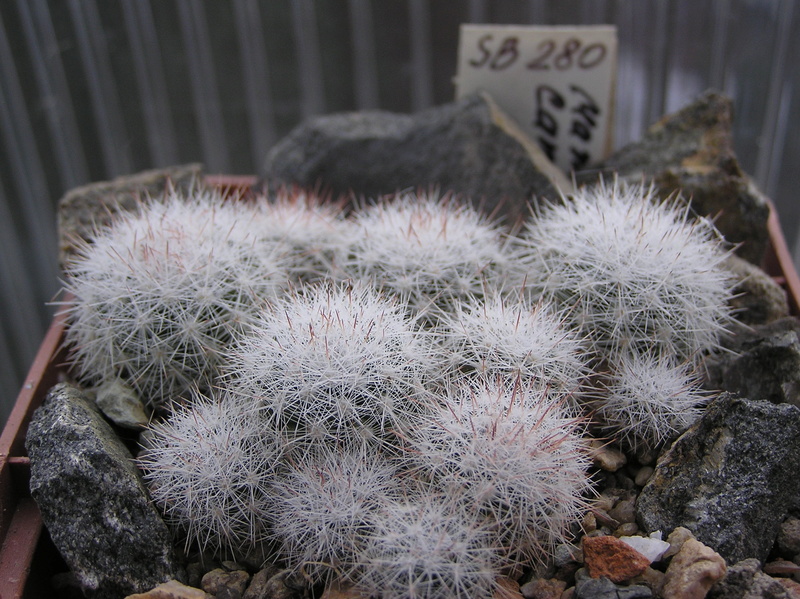 Mammillaria candida SB 280