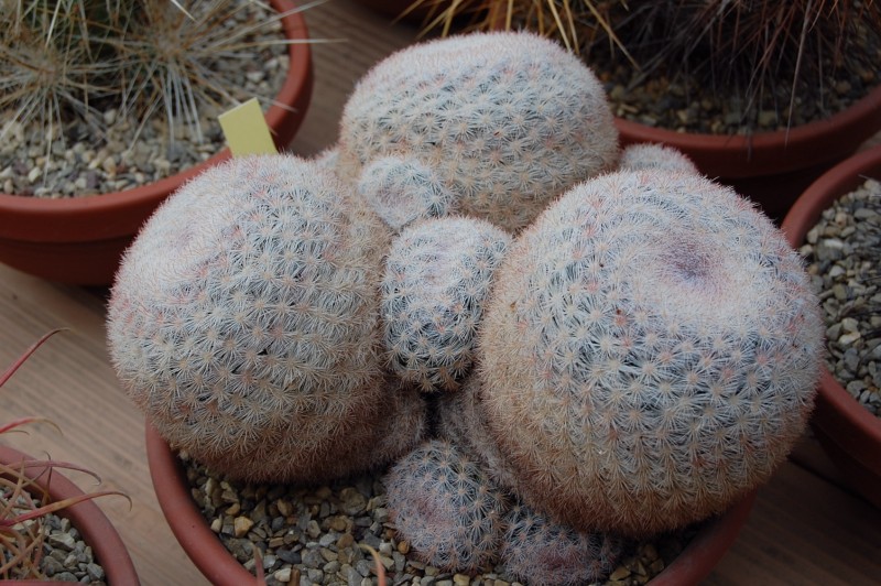 Mammillaria candida v. caespitosa SB 326