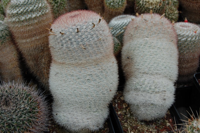 Mammillaria candida BZ 39