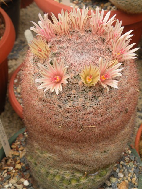 Mammillaria candida sb 109