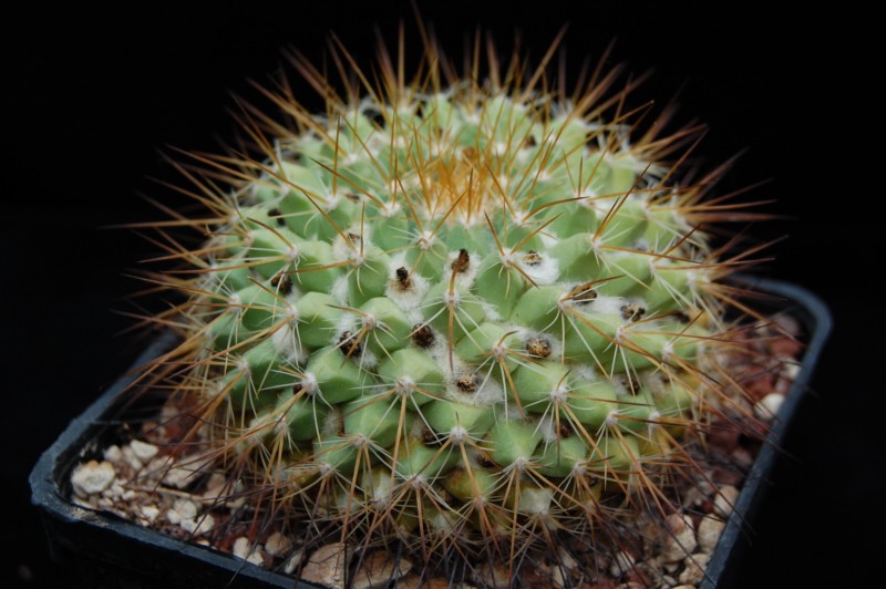 Mammillaria canelensis 