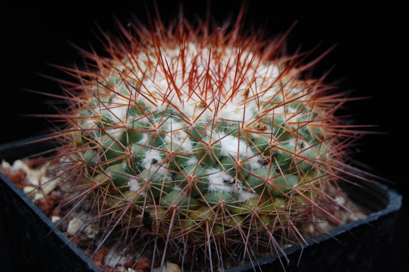 Mammillaria canelensis 