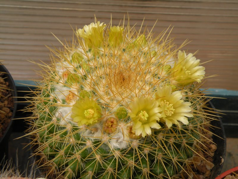 Mammillaria canelensis ROG 648